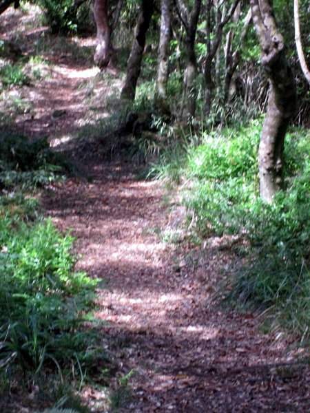 Chão De Louros 12