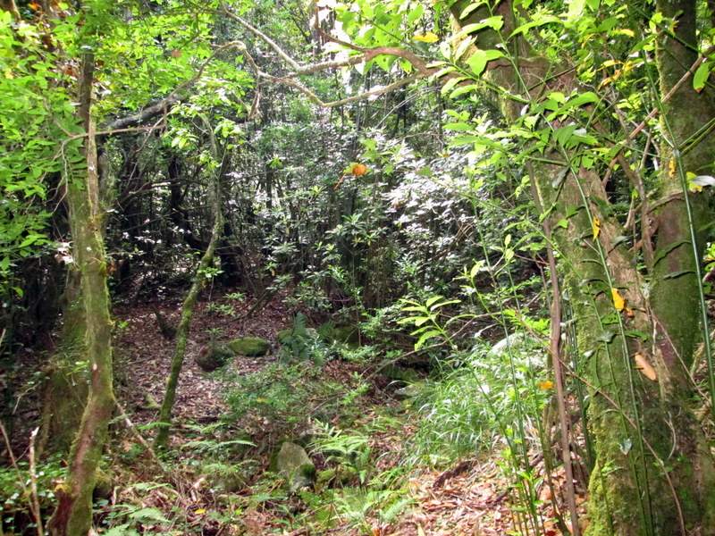 Chão De Louros 6