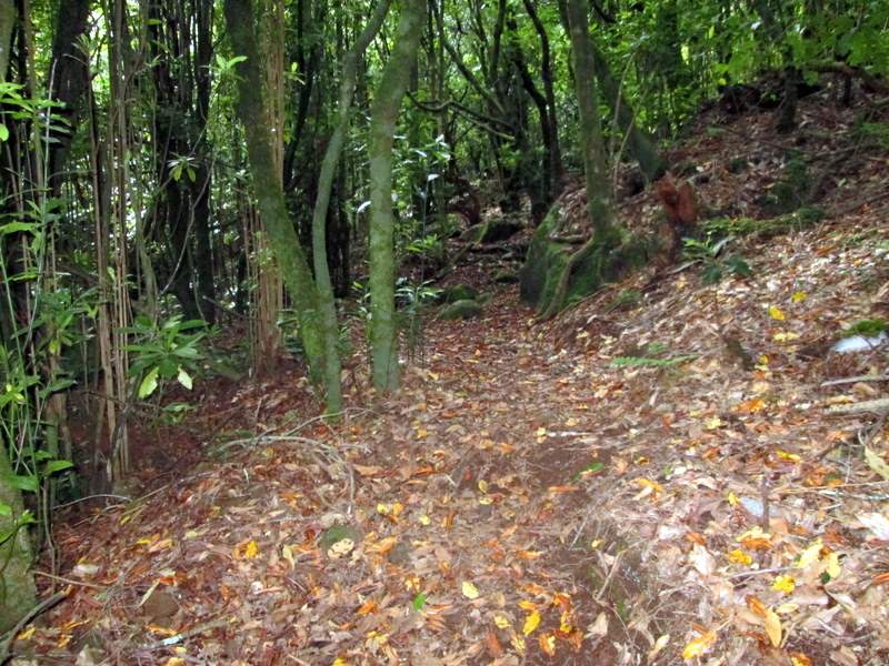 Chão De Louros 7
