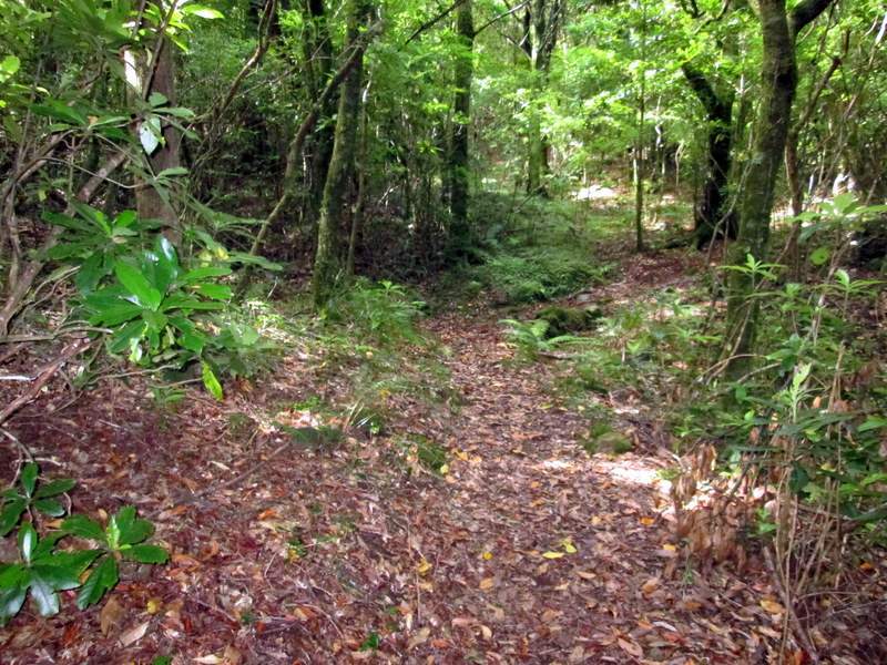 Chão De Louros 8