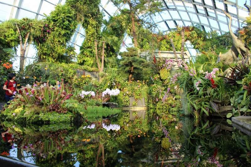 Cloud Forest