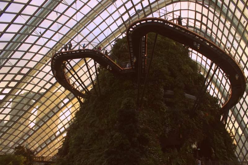 Cloud Forest