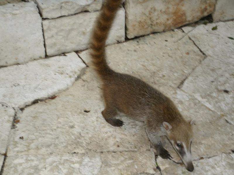 Coati no passeio