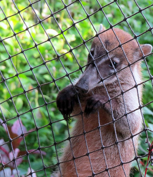 Coati