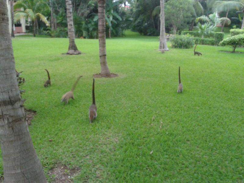 Coatis