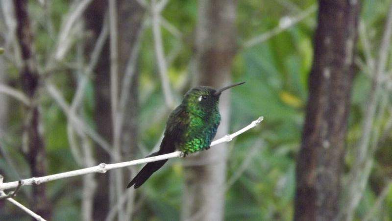 Colibri