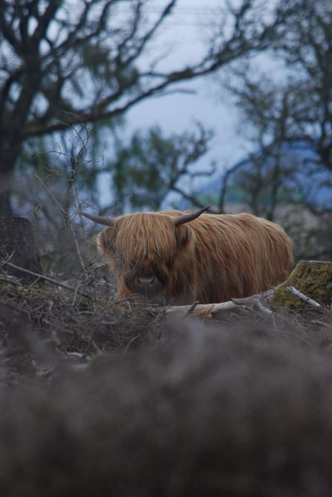 Coos