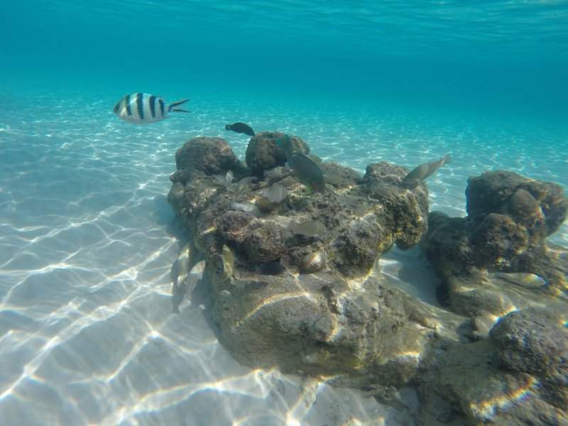 Coral Perhentian