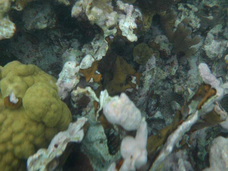 Coral
