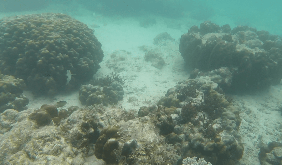 Coral1