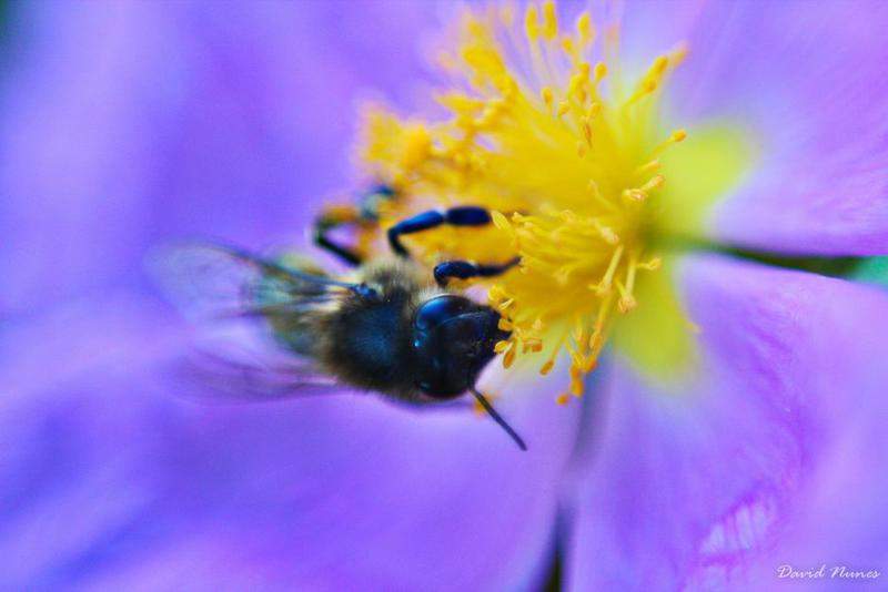 Cores da Natureza