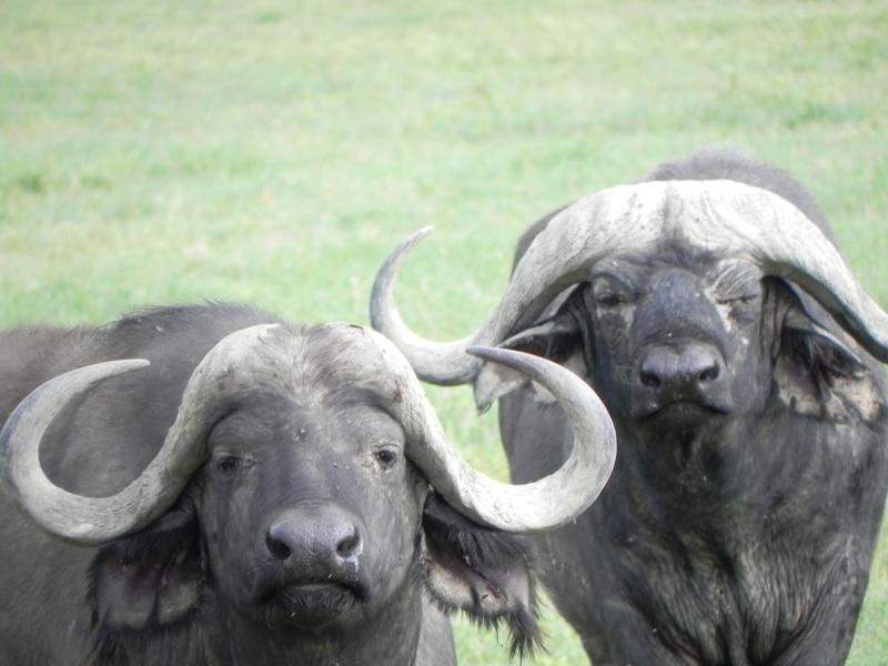 Cratera Ngorongoro