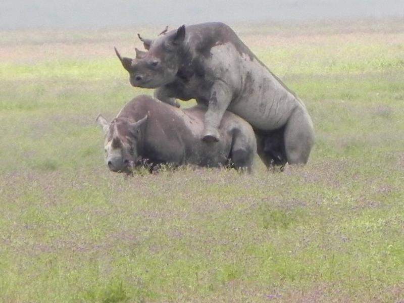 Cratera Ngorongoro