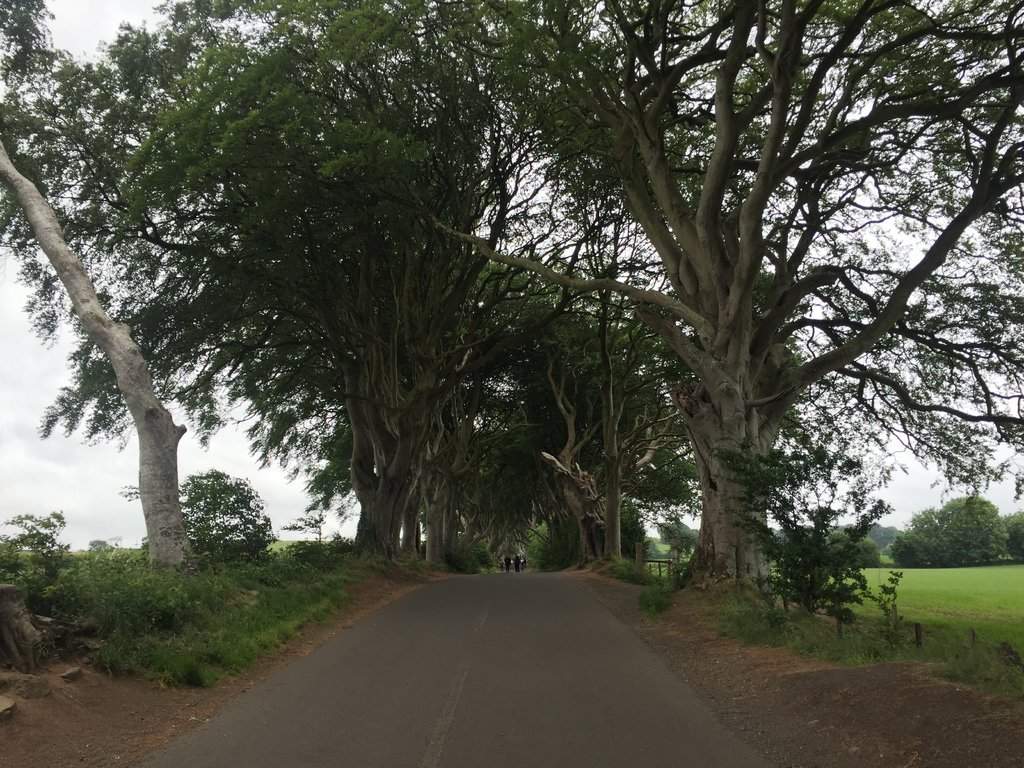 Dark Hedges 2