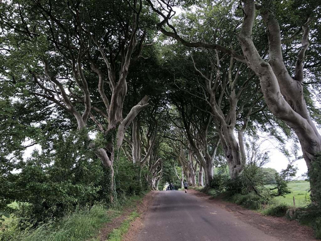 Dark Hedges 3