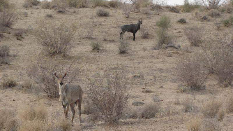 Deserto de Thar