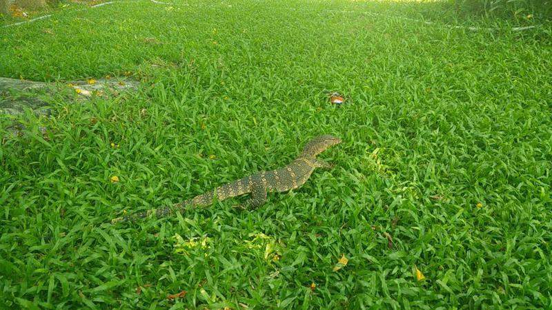 Dragão de Komodo Lumphini Park
