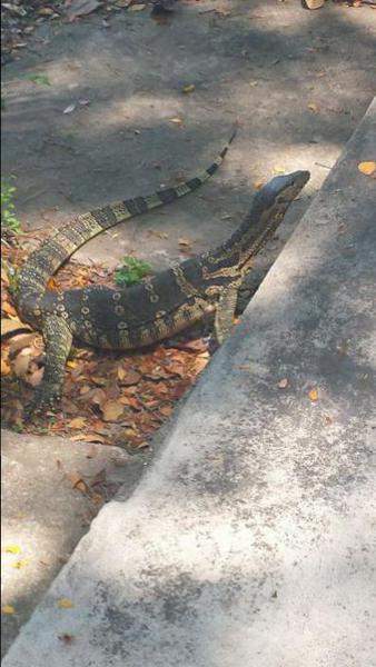 Dragão Komodo no Lumphini Park (BKK)