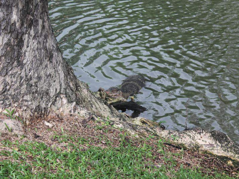 Dragão - Lumpini Park