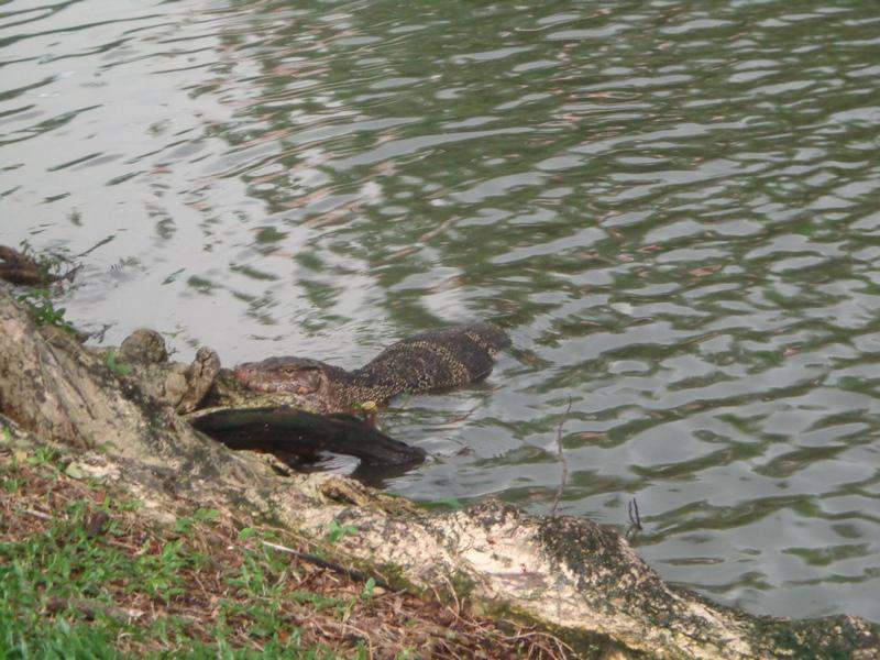 Dragão no Lumpini Park - Bangkok