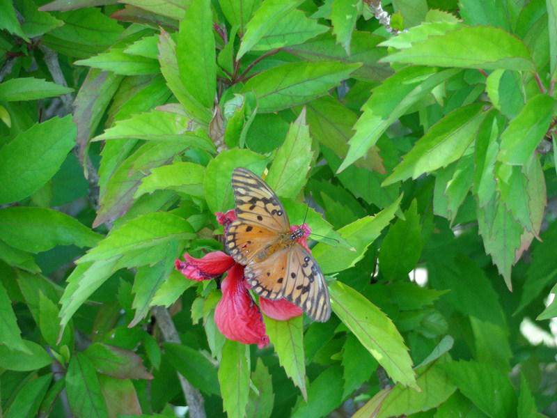 DSC00644 (Cópia).JPG