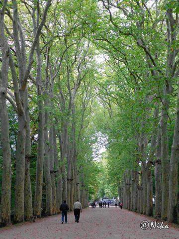 DSC01614Chenonceau [640x480].JPG