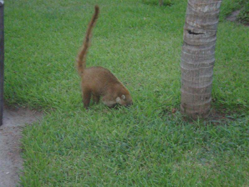 DSC03813 (Copiar)