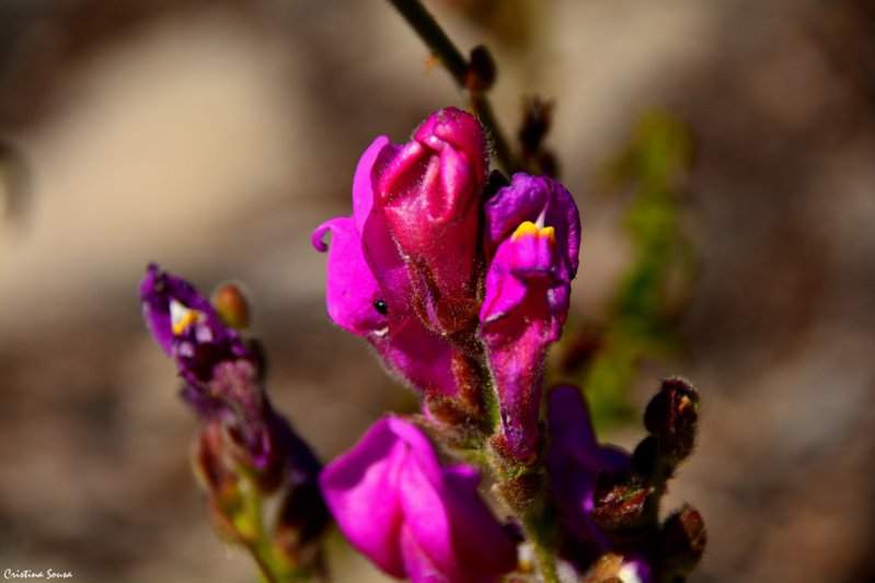 DSC_1508a (Copiar)