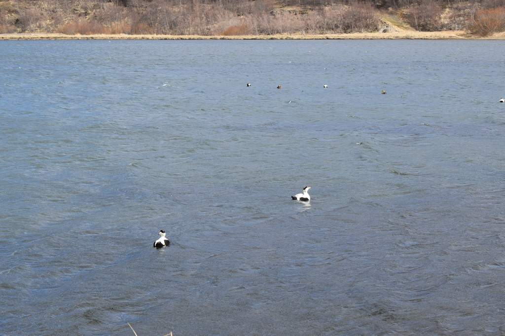 DSC_2101