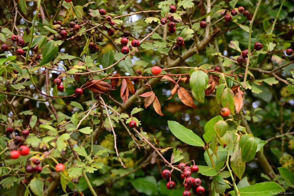 DSC_2341a (Copiar)