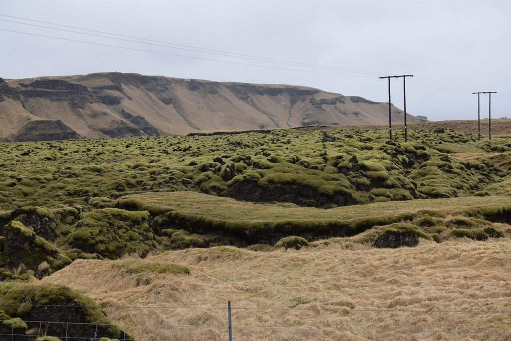 DSC_3987