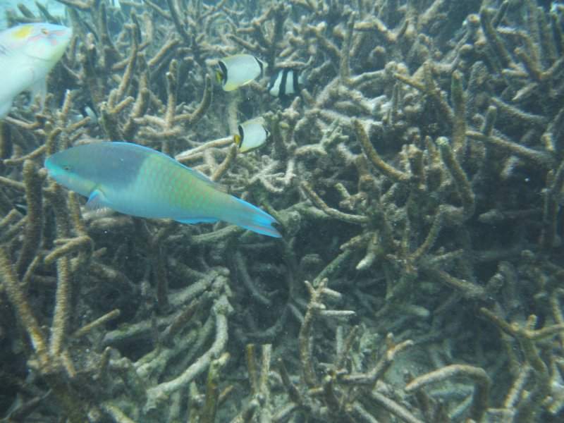 DSCF4124