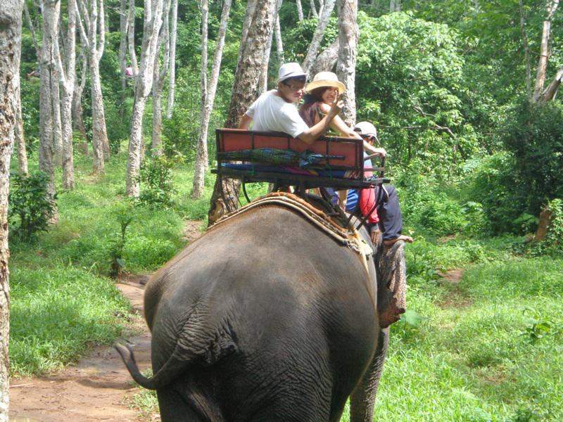 Elephant Tour