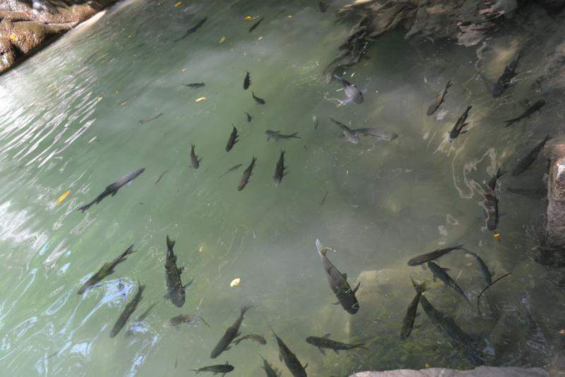 Erawan Falls (Kanchanaburi)