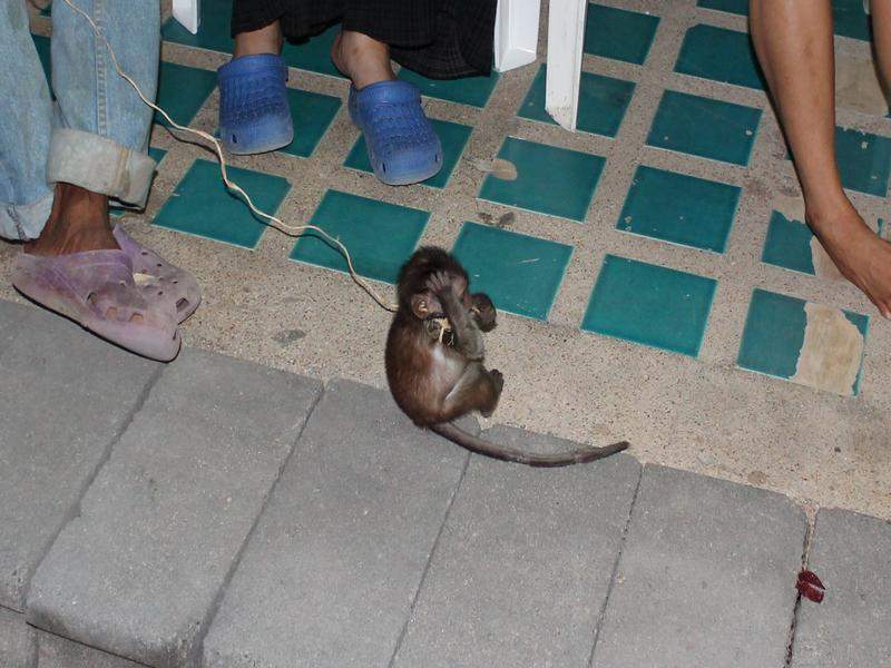 Este é um macaquinho doméstico que vi á porta de casa duma familia nas Phi Phi