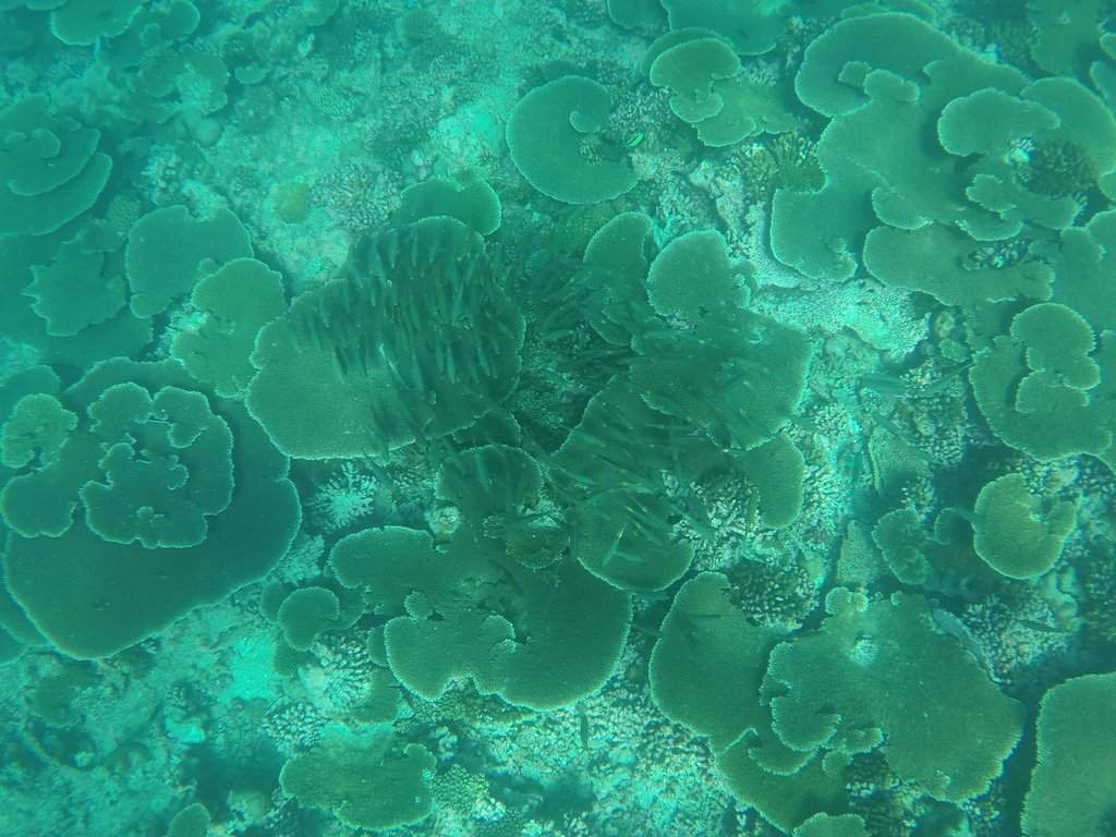 Excursão - Snorkeling