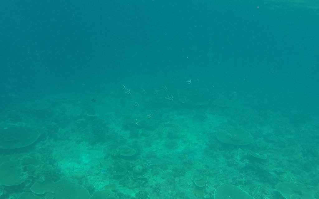 Excursão - Snorkeling