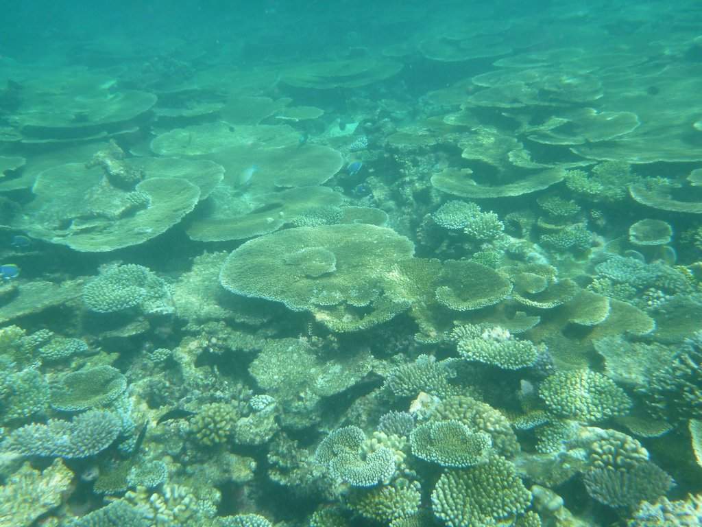Excursão - Snorkeling