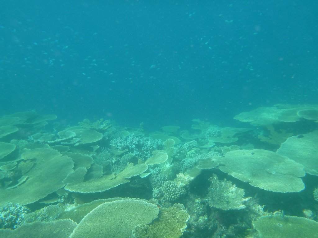 Excursão - Snorkeling