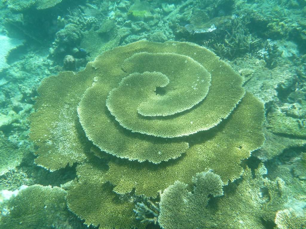 Excursão - Snorkeling