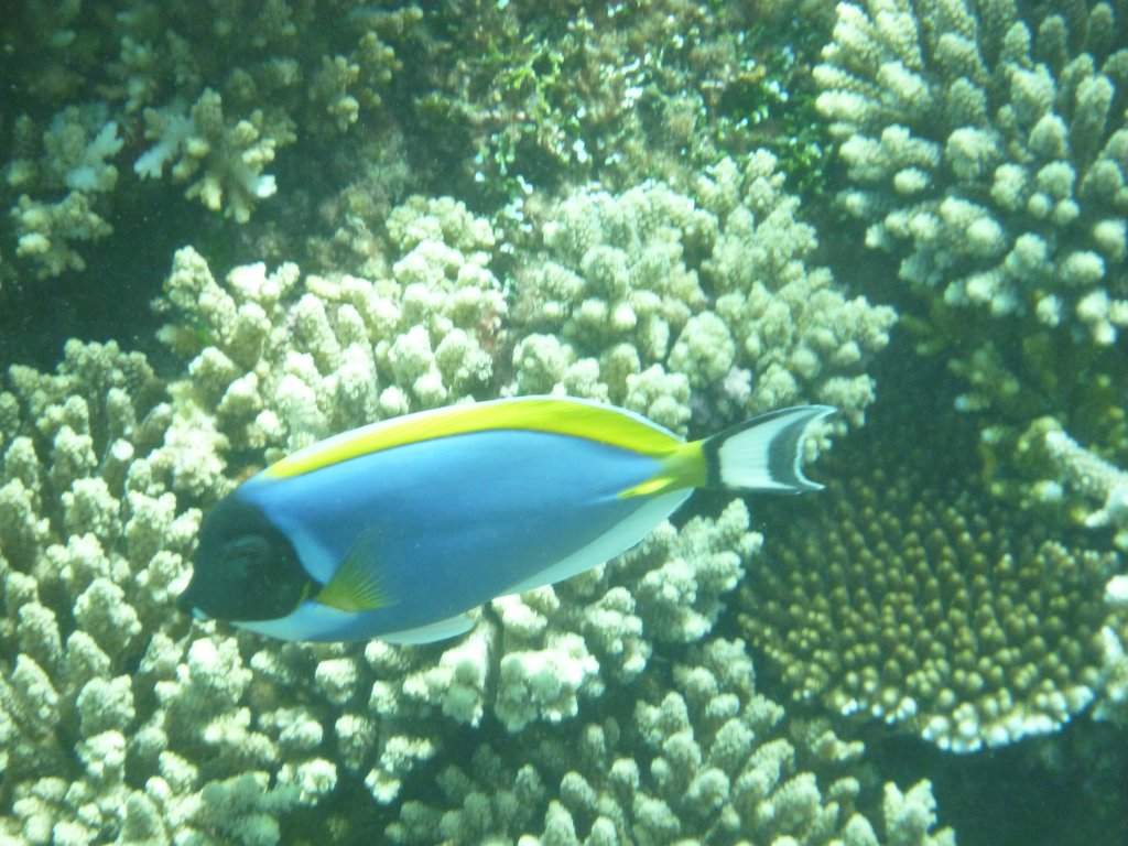 Excursão - Snorkeling