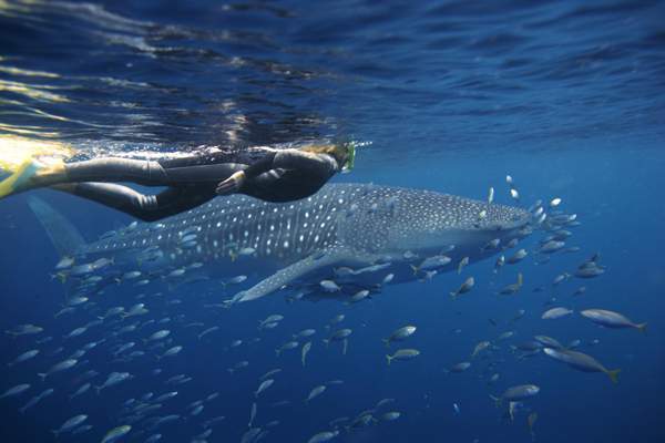 Exmouth-wa-whale-shark-swimming-(2)