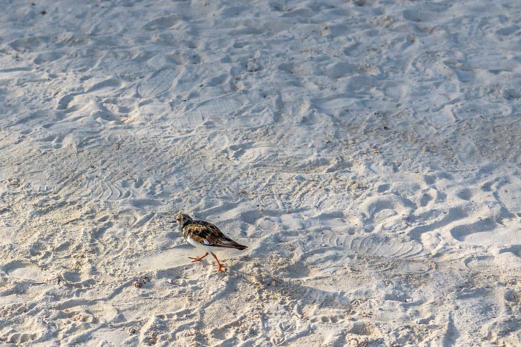 Fauna2