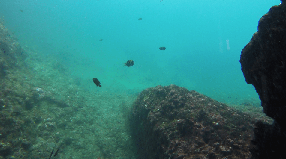 Fish1