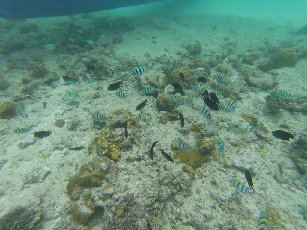 Fish2