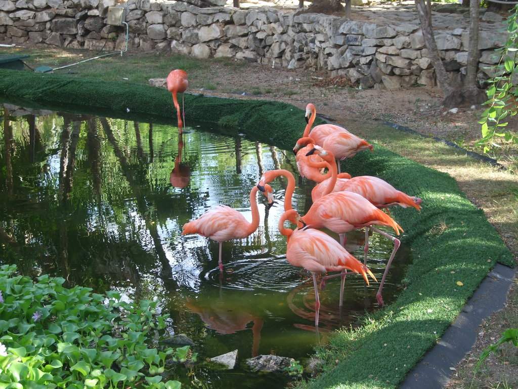 Flamingos na entrada do Grand Palladium