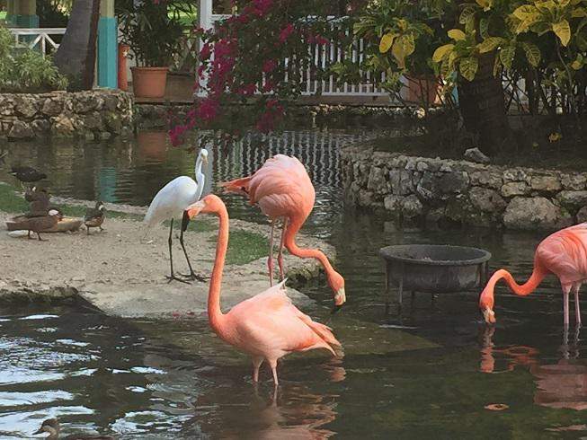 Flamingos