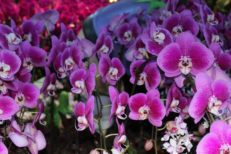 Flower Dome