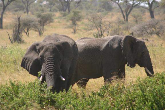 fotos da tanzania