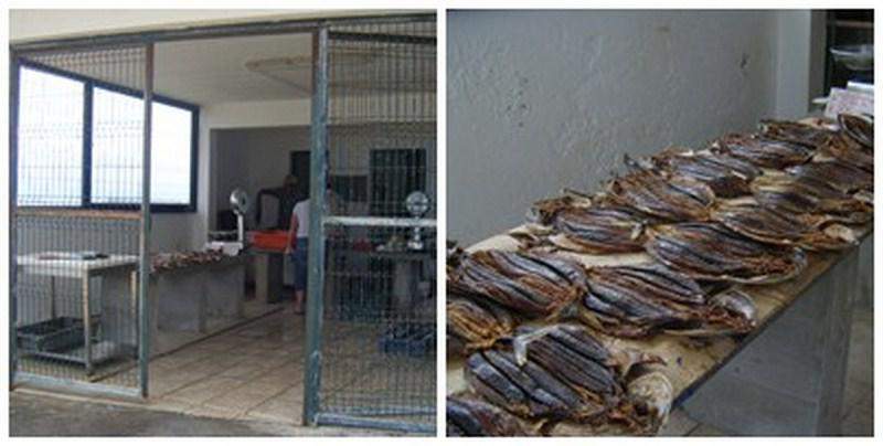 Gaiato em Porto Santo